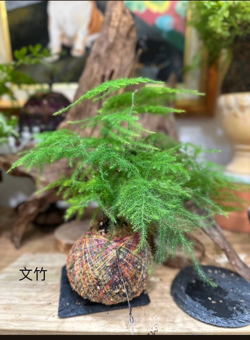 苔球植物DIY第2張照片