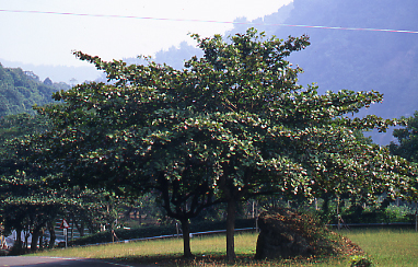 欖仁樹照片2